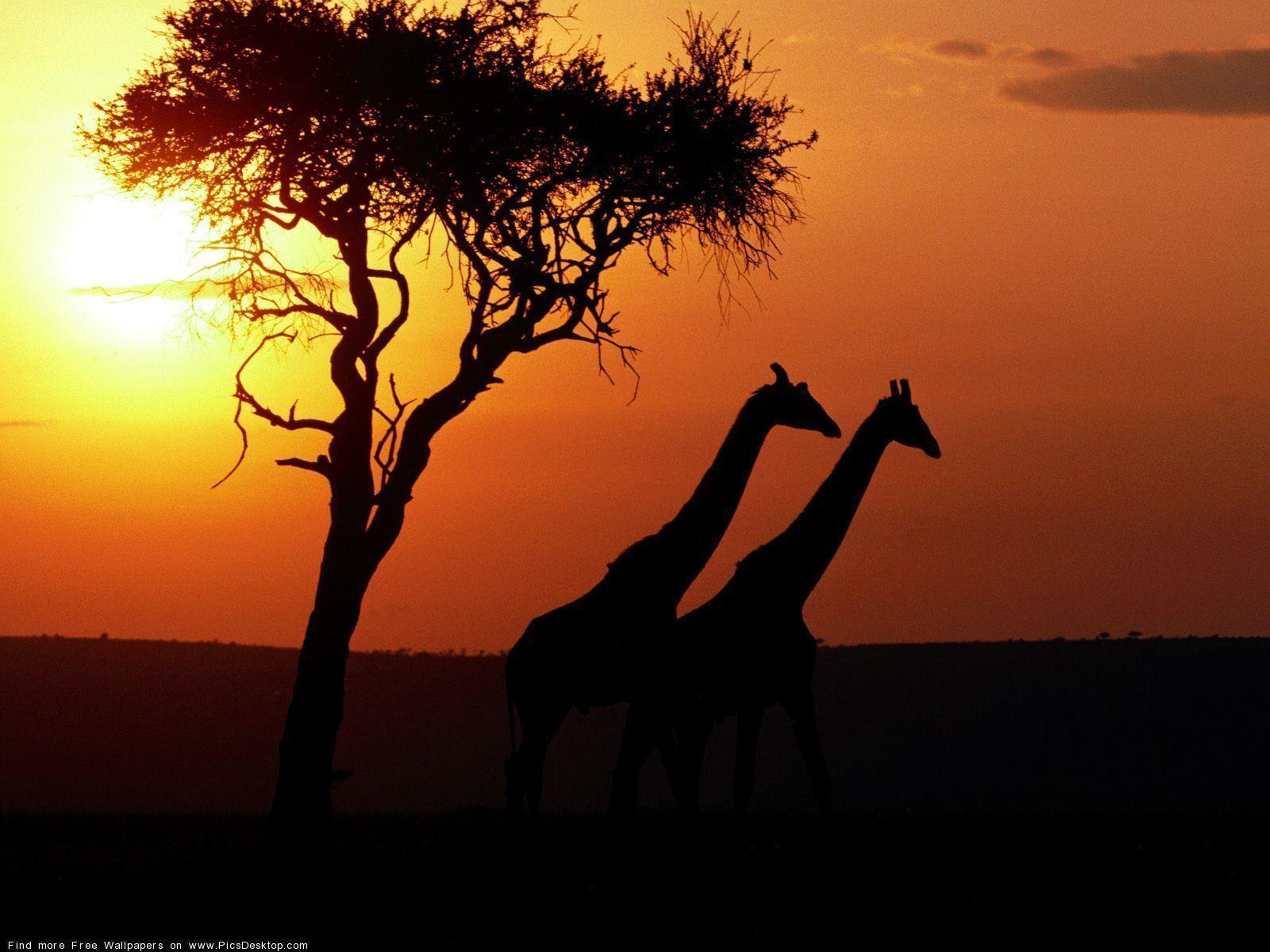The giraffe Animals Desktop Wallpaper 1600x1200