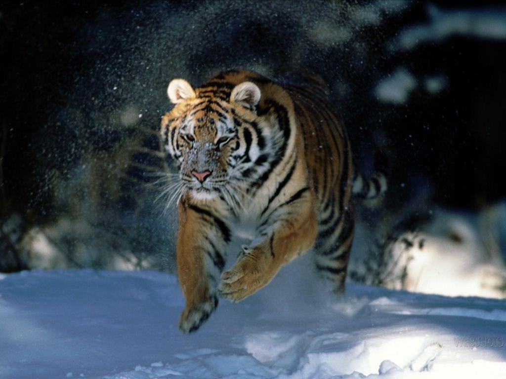 Tigers. Animal Wallpaper. Wild Animal. Facts. Videos