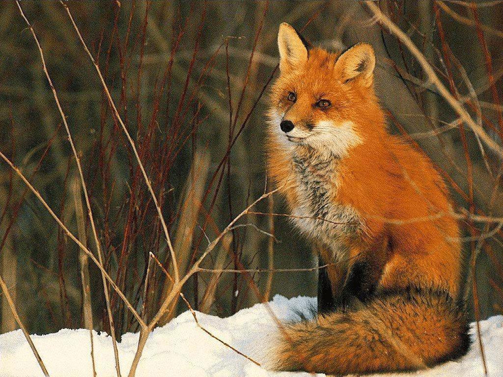 Red Fox in Snow Wallpaper Wallpaper Inn