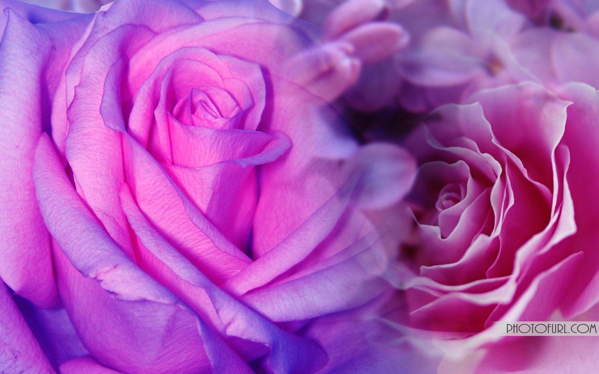 Pink And Purple Flowers Background&;s Wallpaper 11372