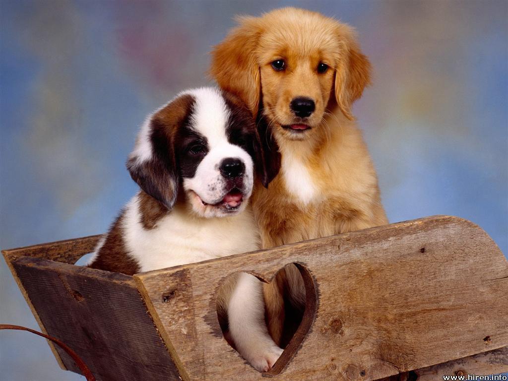 Free wallpaper St bernard and golden retriever