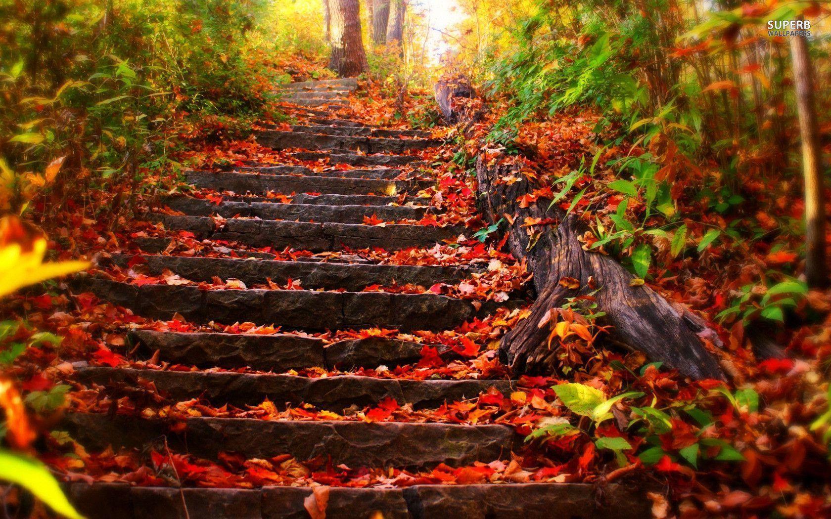 Foliage covered steps wallpaper wallpaper - #