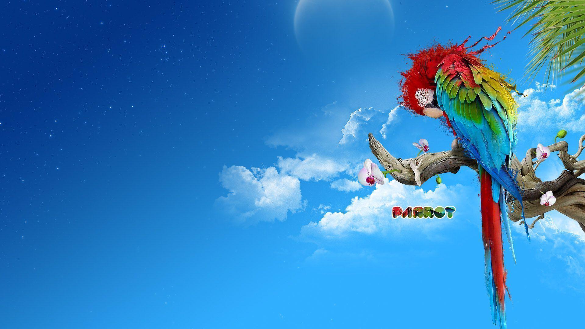 Beautiful Parrot HD Wallpaper