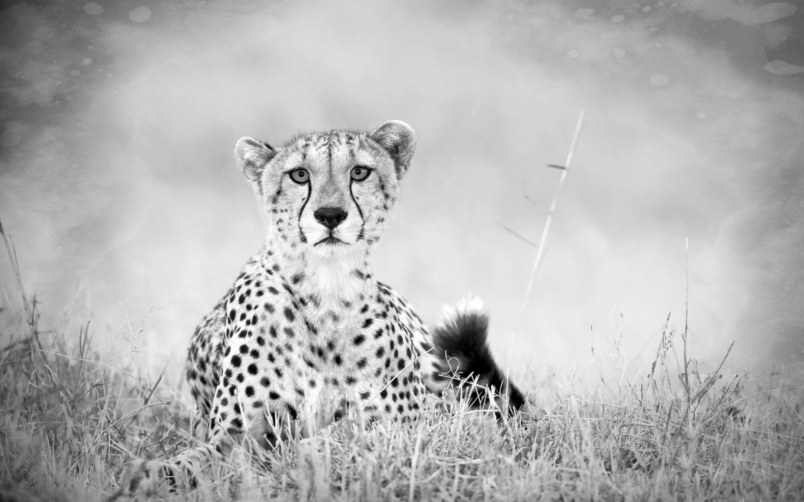 Animals For > Black And White Animal Photography Wallpaper