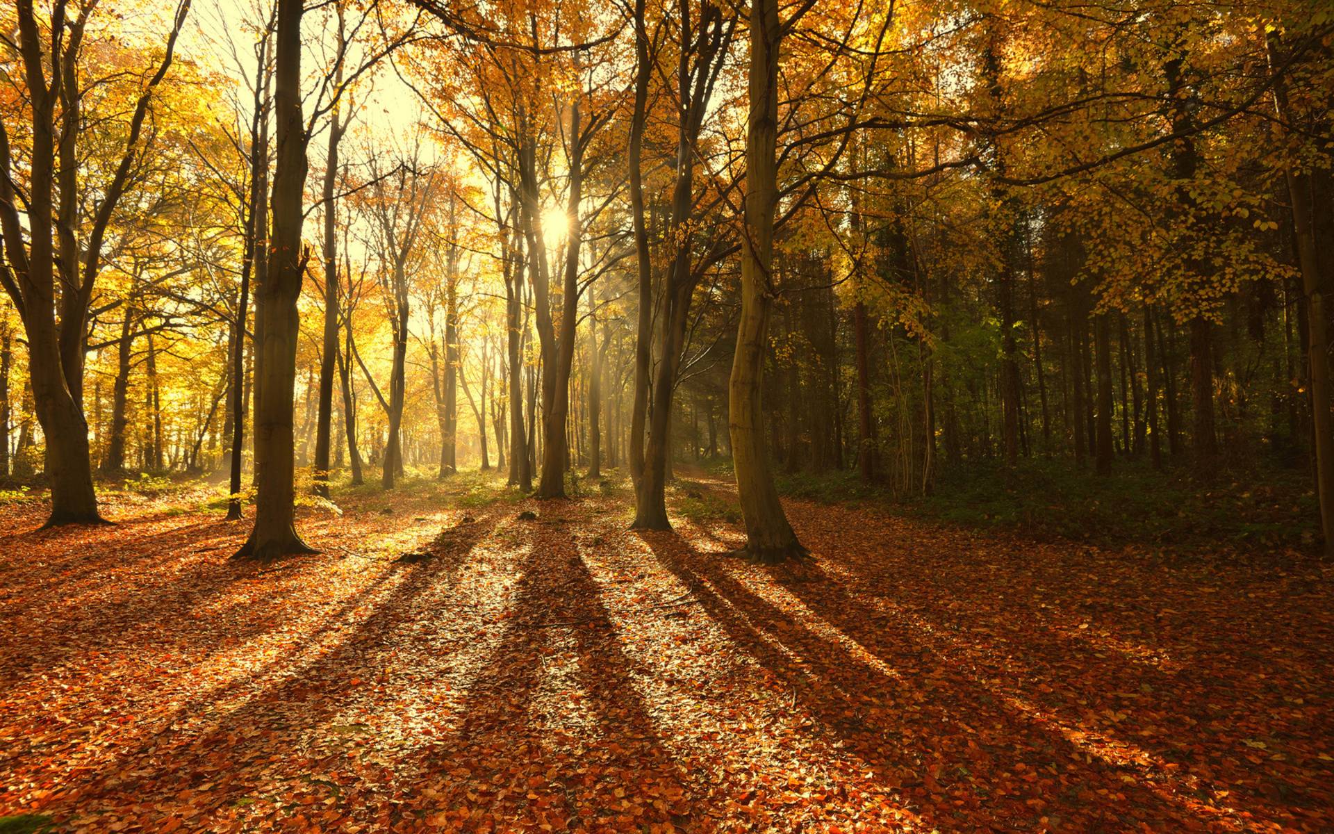 Landscapes trees forests autumn fall leaves sunlight sunbeams