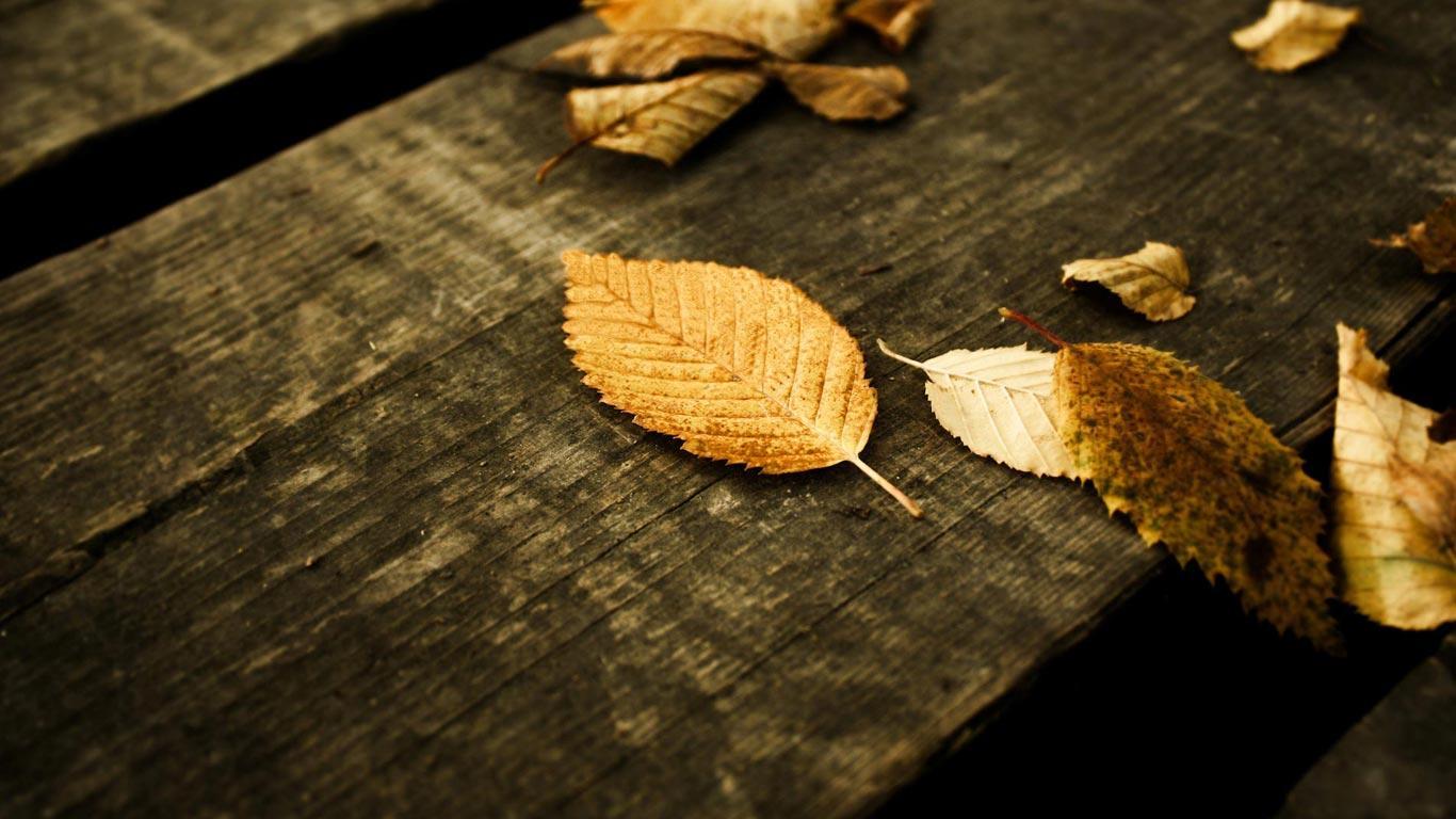 Desktop Wallpaper · Gallery · HD Notebook · Withered leaves HD