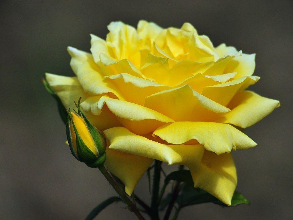 top desktop wallpaper sites