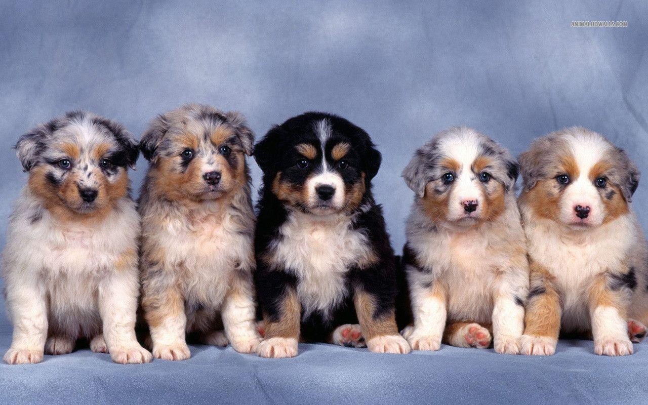 Australian Shepherd puppies wallpaper #