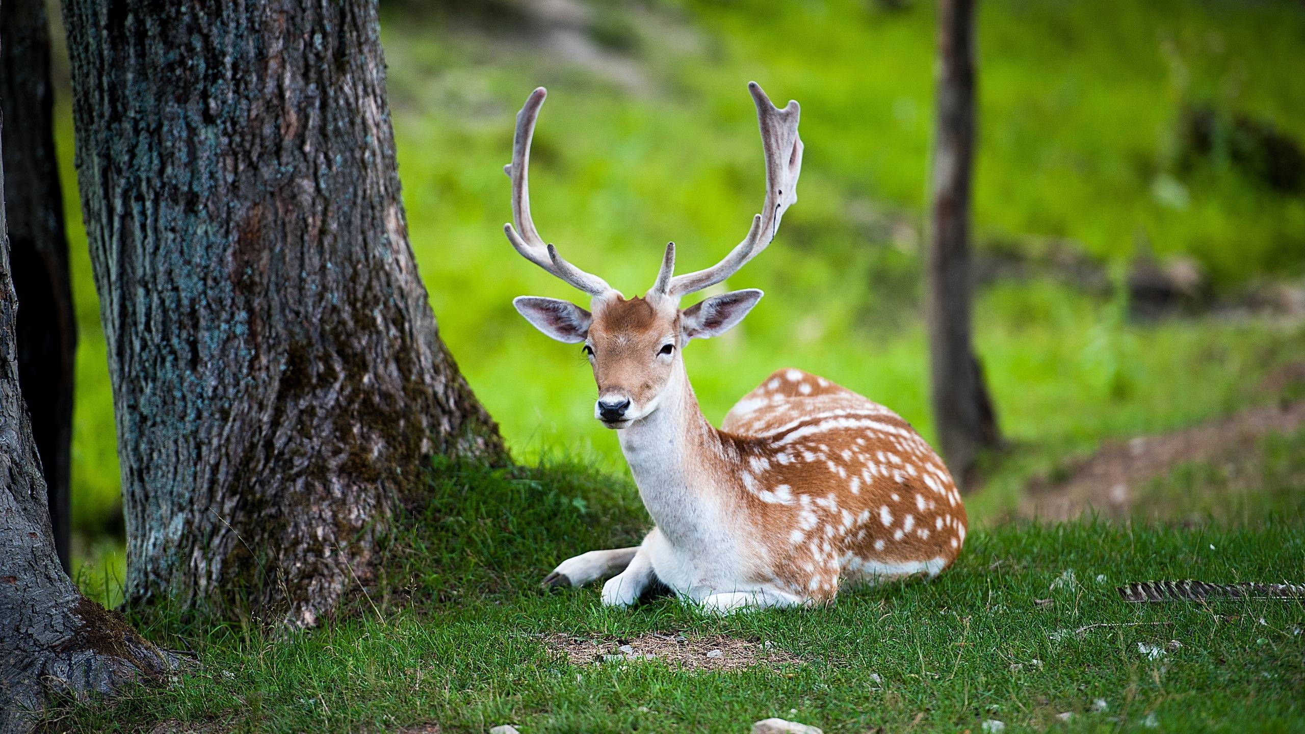 Animals Deer wallpaper