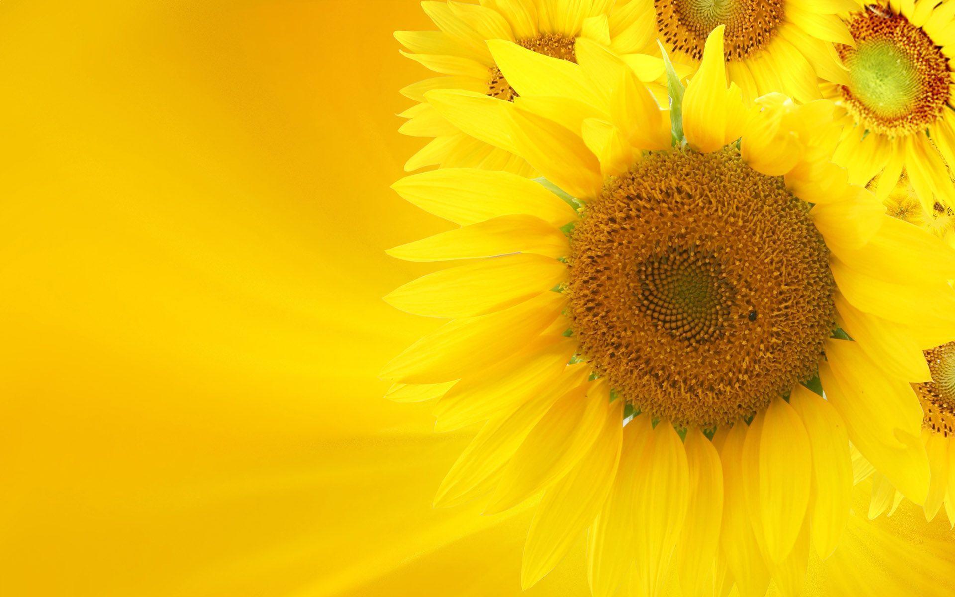 Yellow Flowers Sunflowers Wallpaper HD