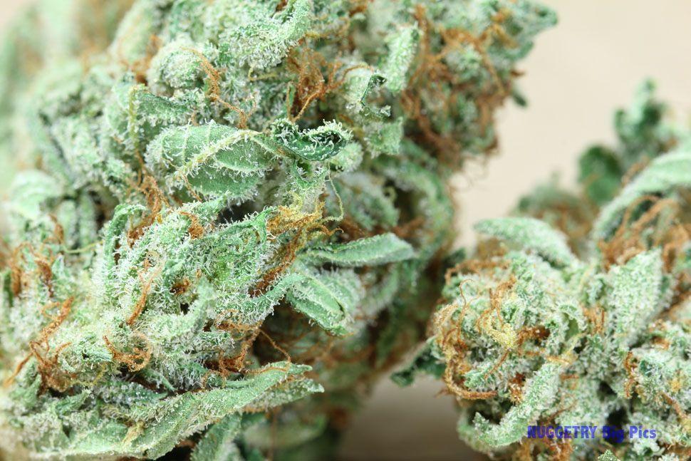 Hindu Kush Indica from California Patient&;s Association Click to