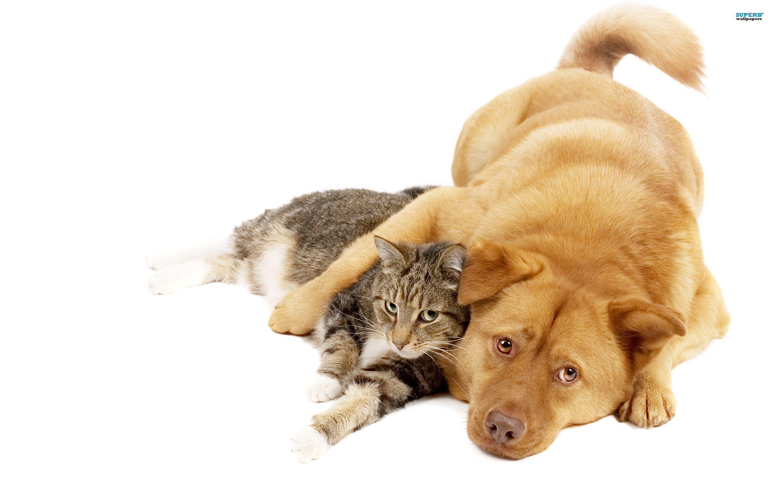 Cat and dog wallpapers