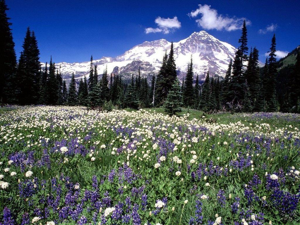Seasonal Beauty Mount Rainier Wallpaper Wallpaper 47750
