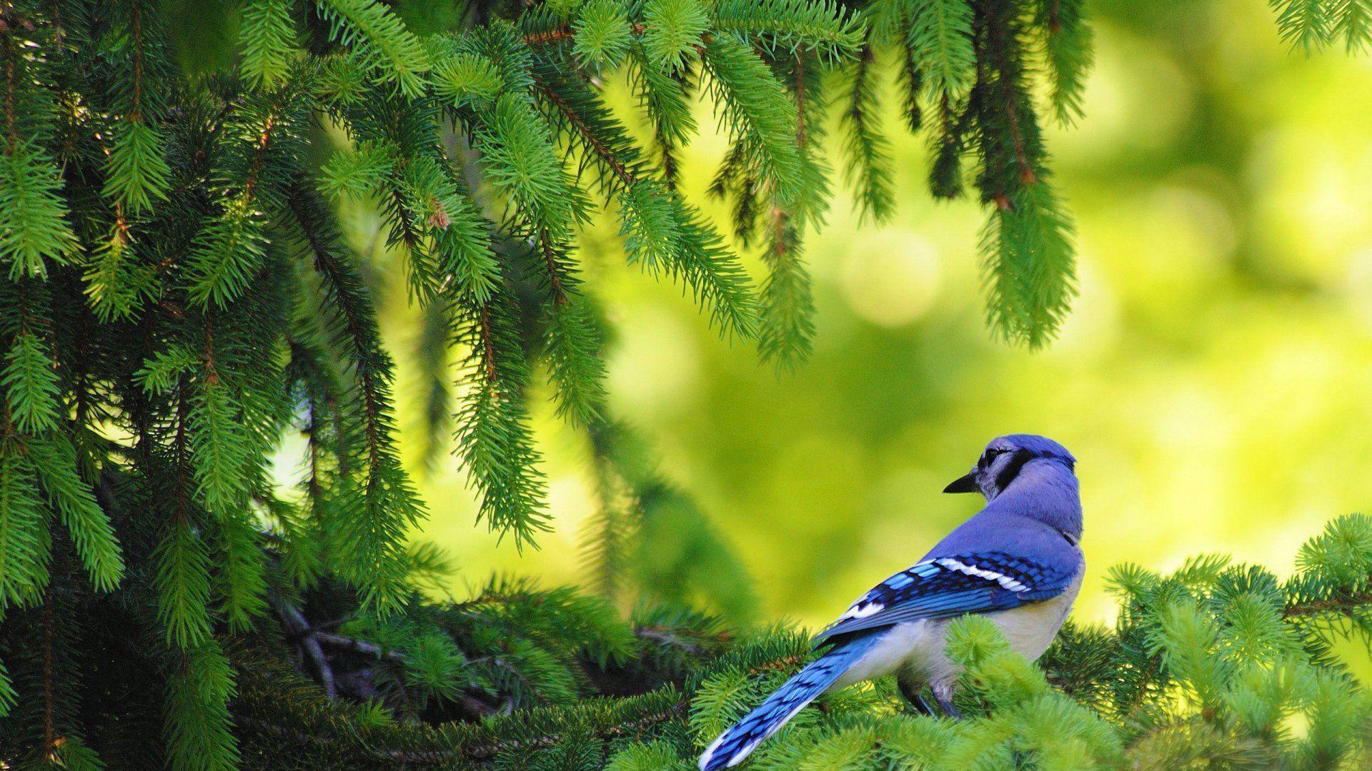 HD Blue Jay In The Pine Tree Wallpaper
