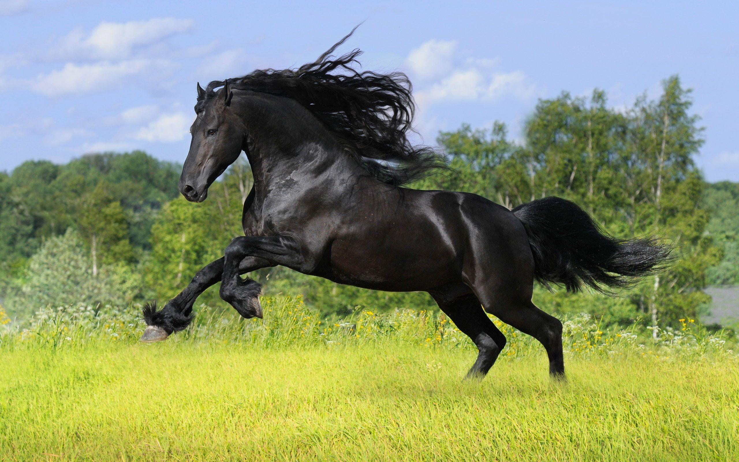 Black Horse HD Wallpaper Horse HD Picture & Image