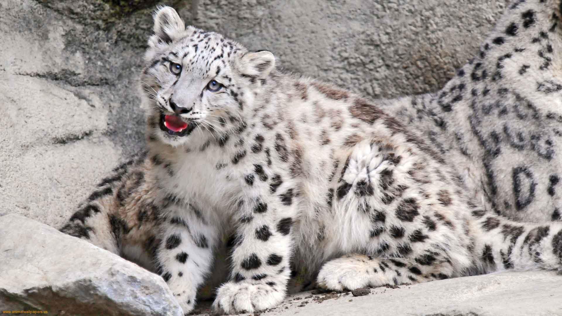 Wallpapers For > Snow Leopard Print Wallpapers