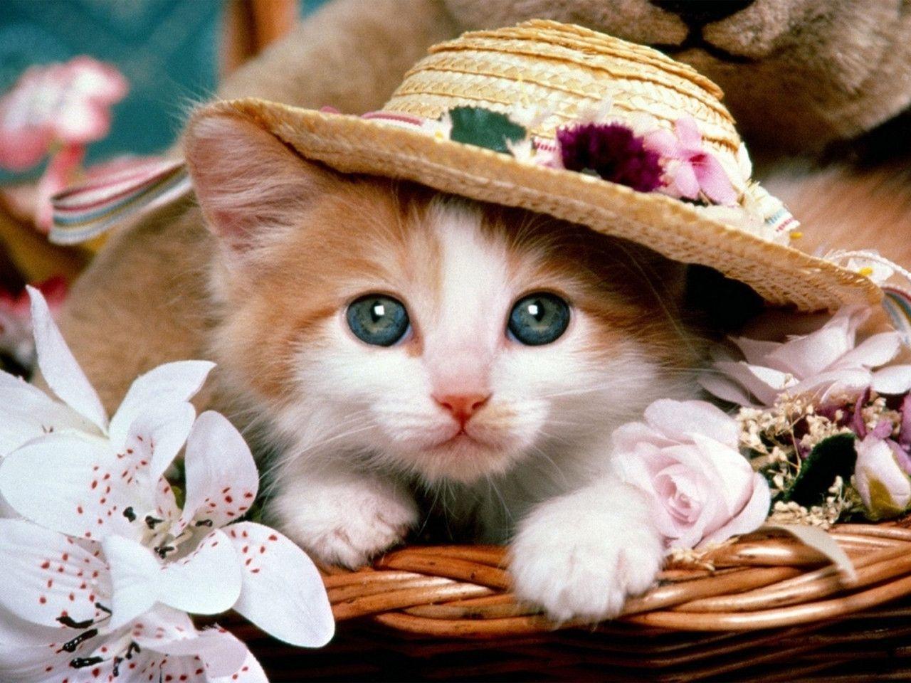 Free Cute Kitten With Hat Nice Wallpaper Download Background
