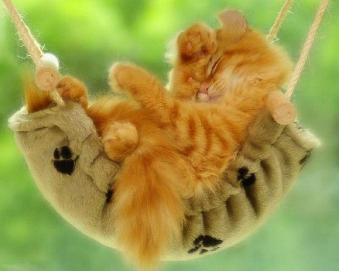 Download wallpaper animals, cat, hammock, resting free desktop
