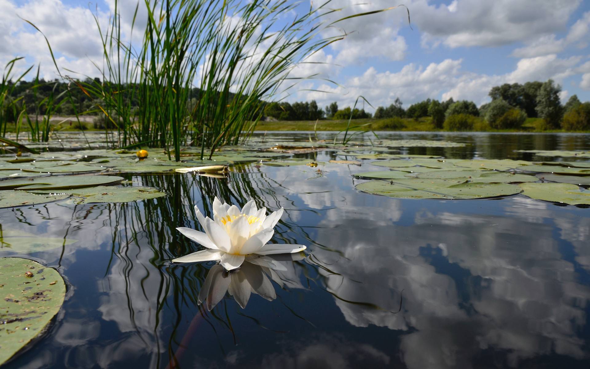 Sunbeams And Water Lilies Wallpaper