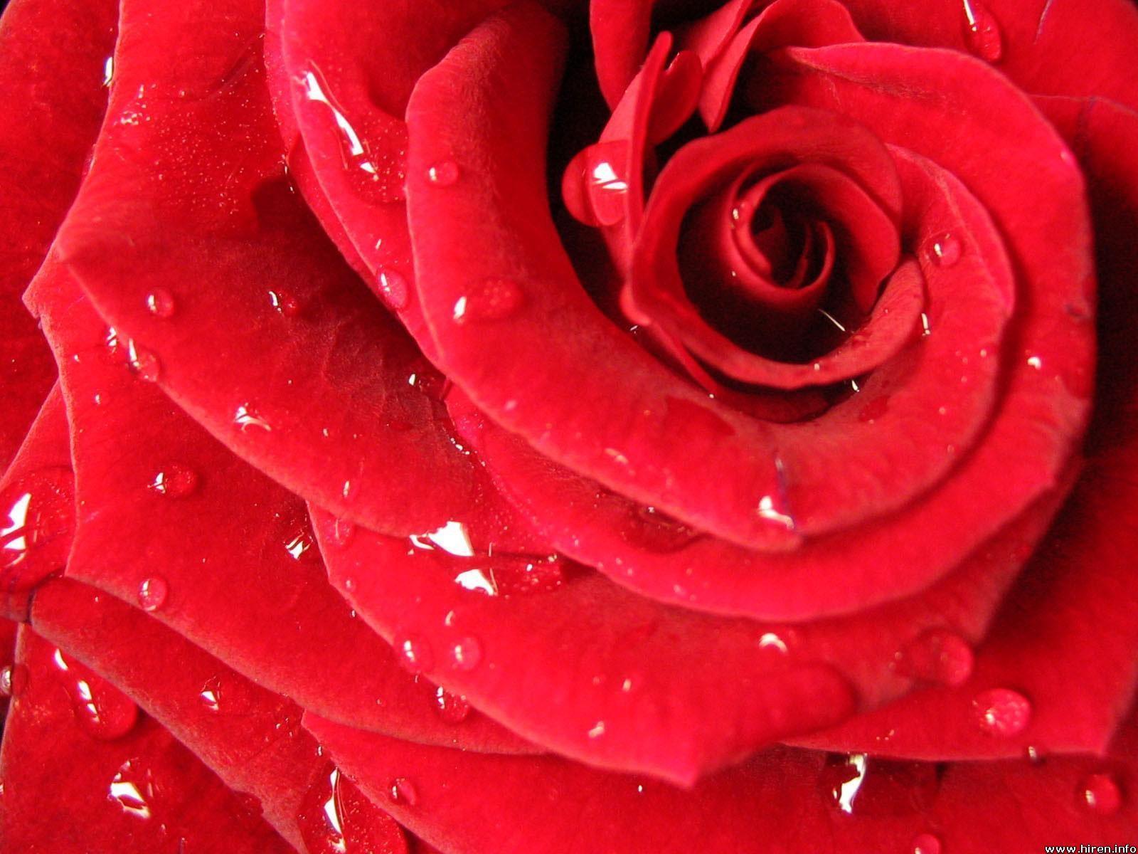 Free Red Rose Flower Wallpaper. Green HD Wallpaper