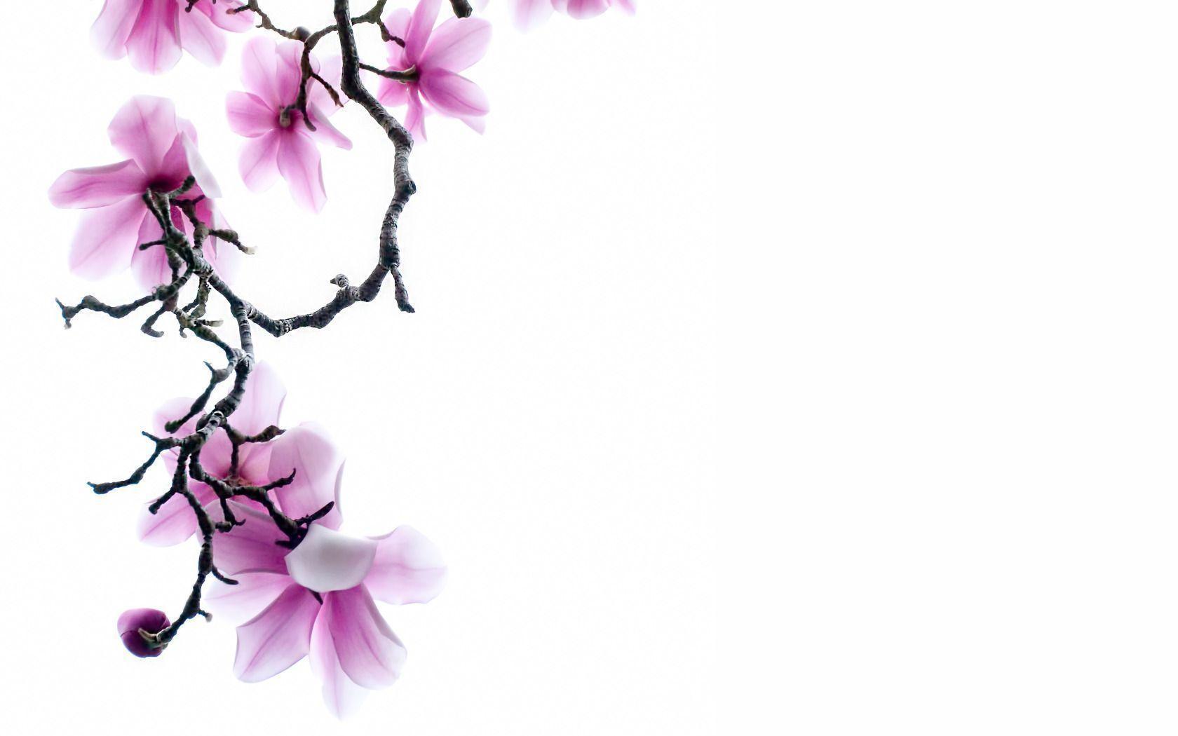 Branch of Pink Magnolia Flowers on White Background widescreen