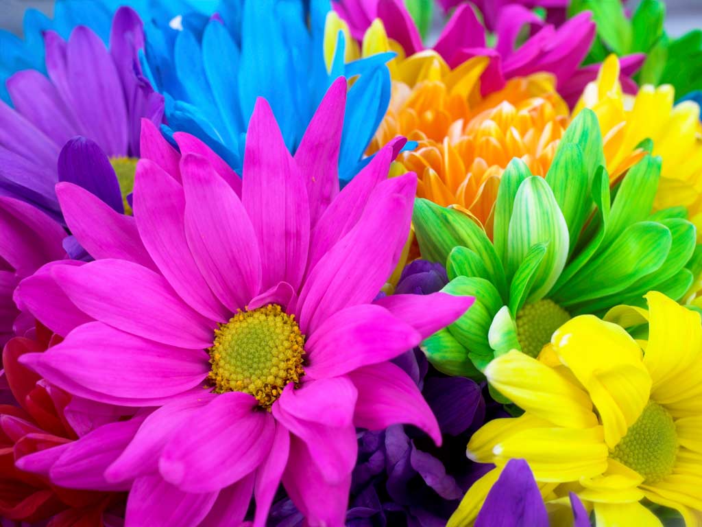 Wallpaper For > Bright Colored Flower Background