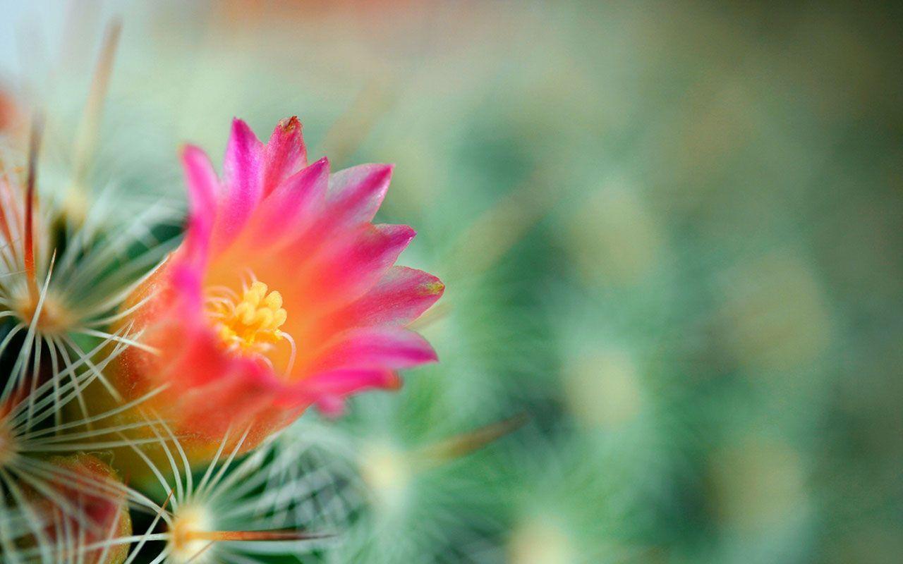 Awesome Cactus Wallpaper 16607 1280x800 px HDWallSource
