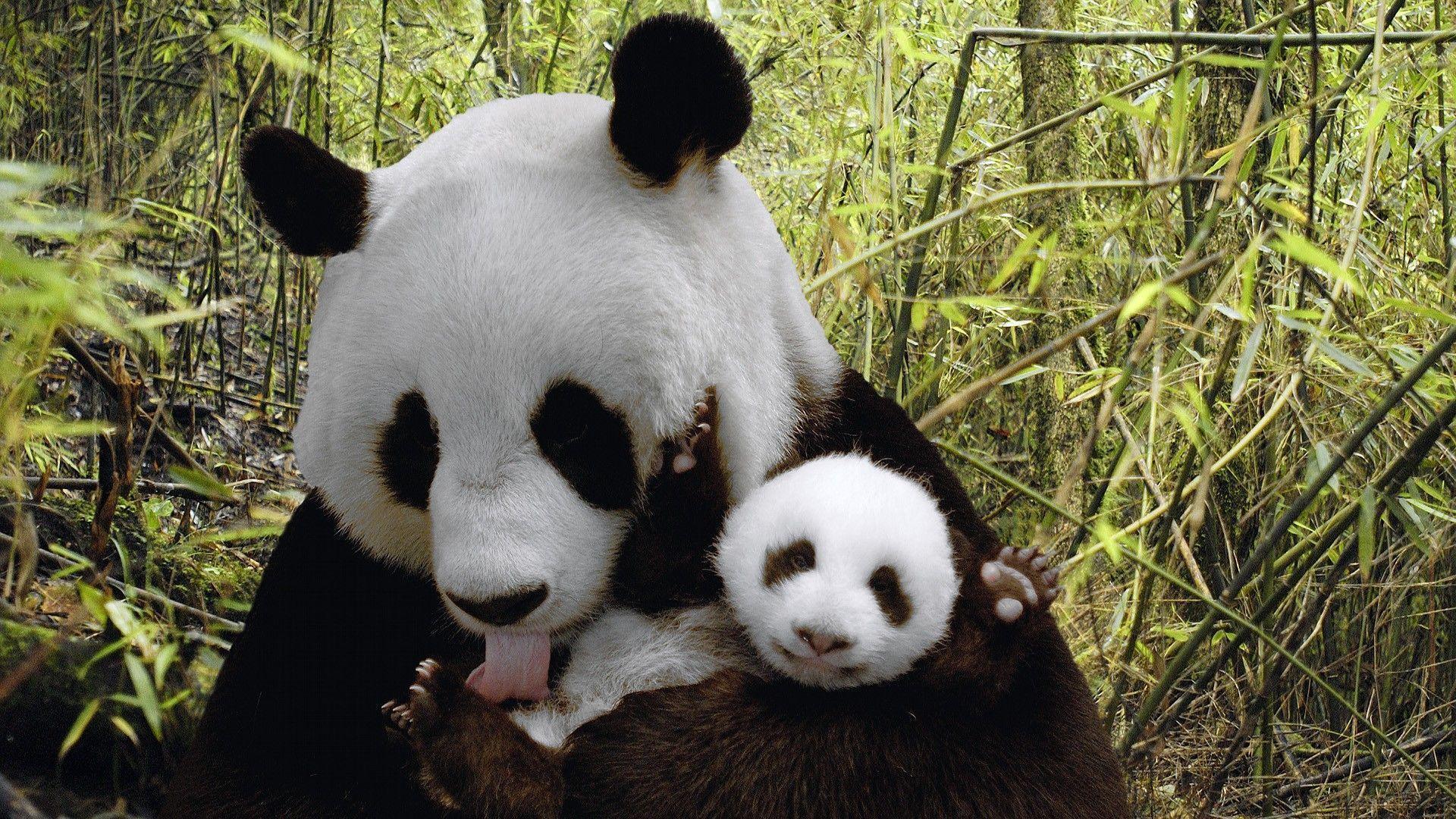Panda Bear Desktop Wallpaper. Panda Bear Photo