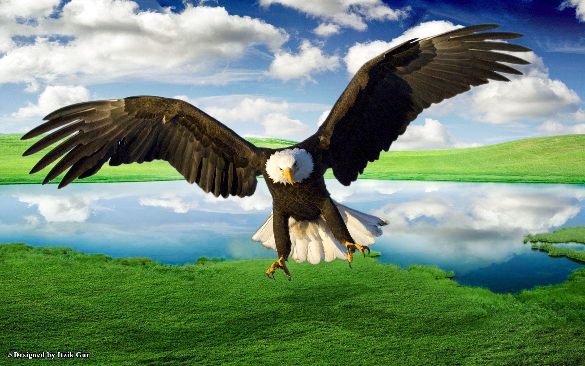 Animals For > Flying Eagle Wallpaper