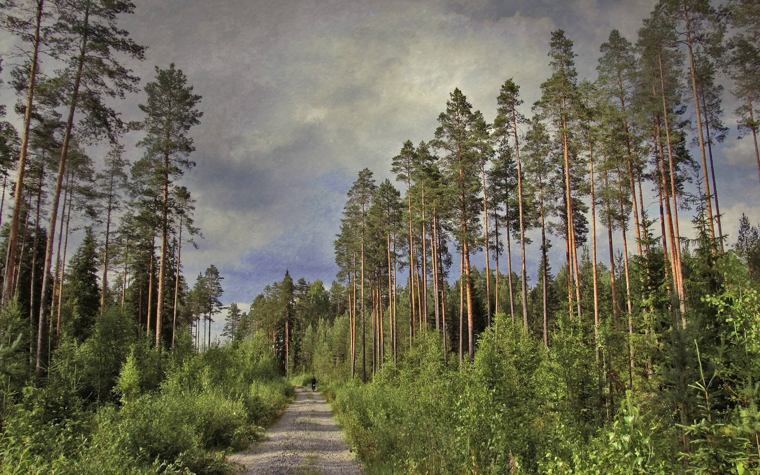 Road Trees Pines Wallpaper 2560x1600 px Free Download