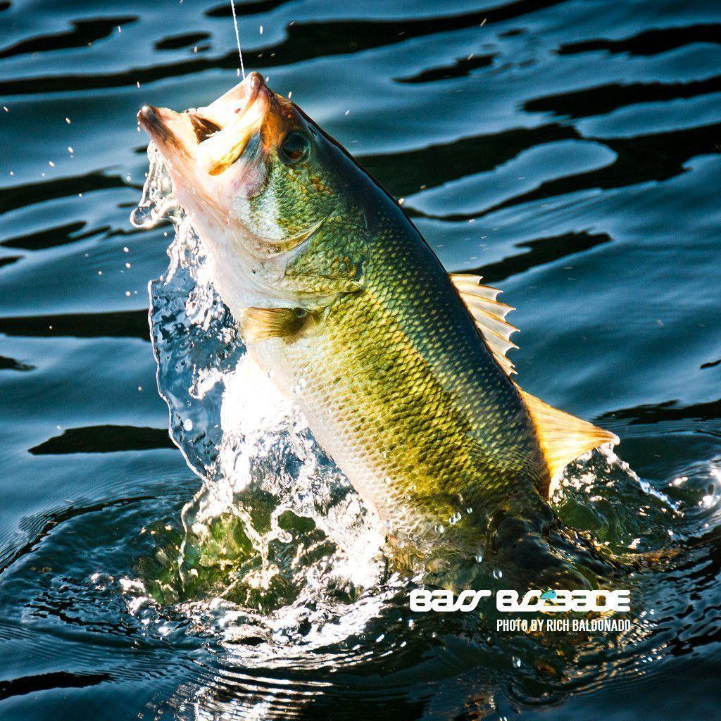 bass fish wallpaper hd