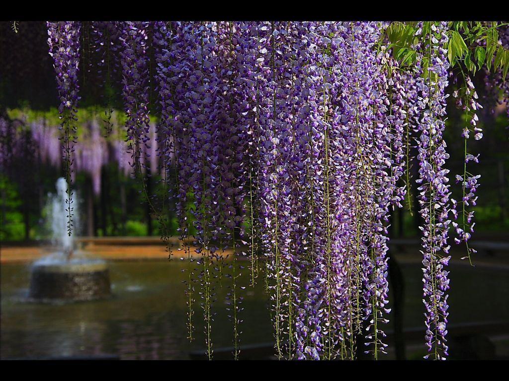 wisteria, Desktop and mobile wallpaper