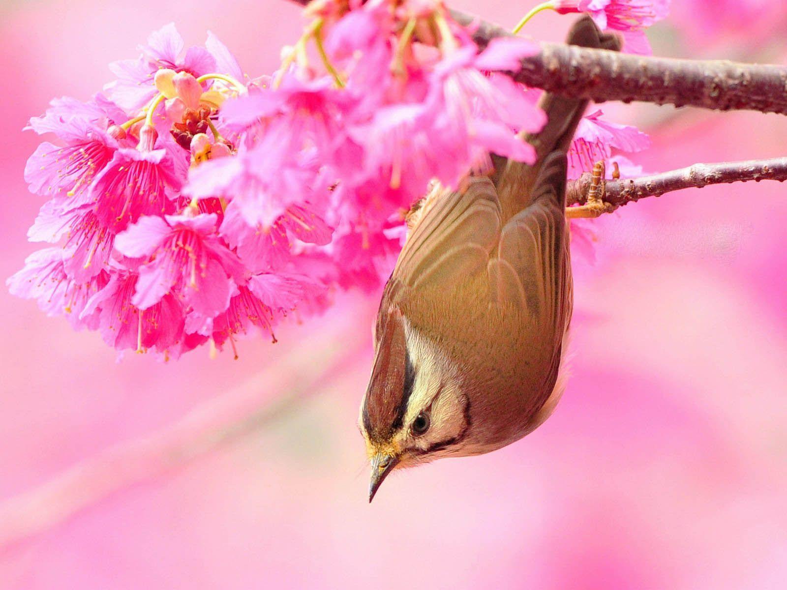 Download Beautiful Bird For Free Of Desktop Wallpaper. Full HD