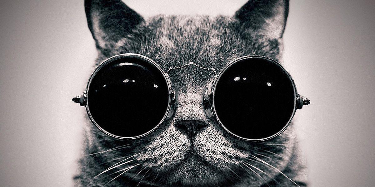Glasses Cat Twitter Cover & Twitter Background