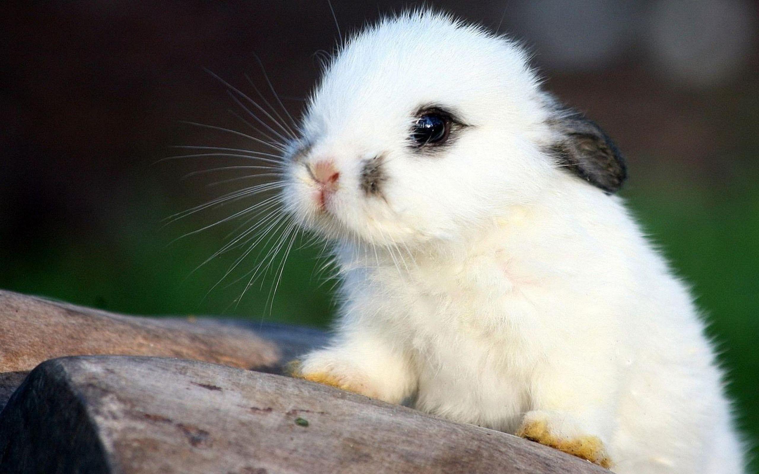 White Baby Bunny in Animals