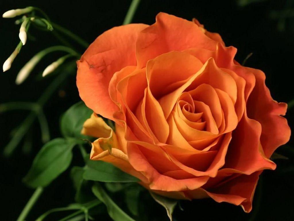 awesome wallpaper yvt. Image And Wallpaper free