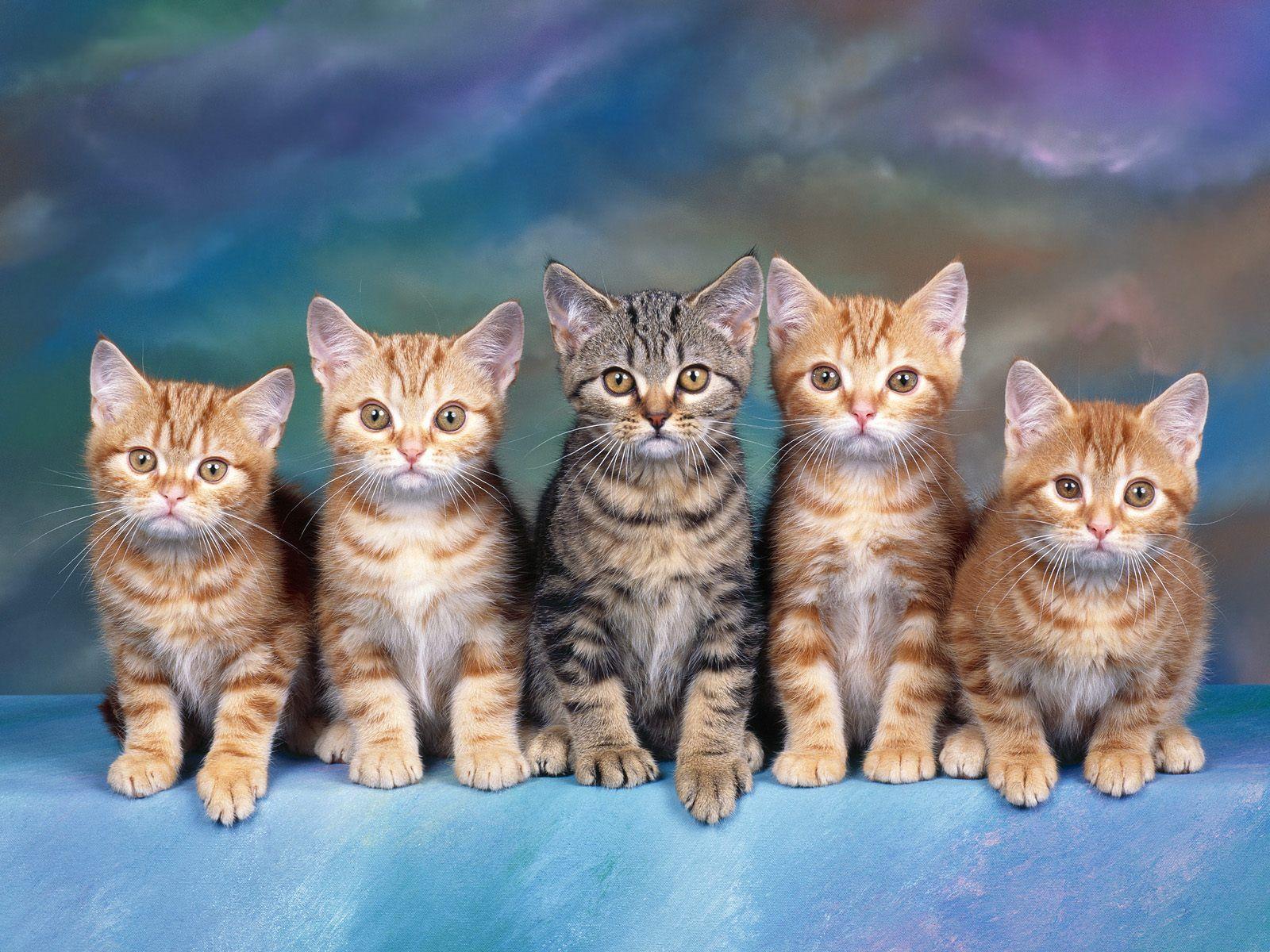 Tabby Kittens « Animals « My Wallpaper