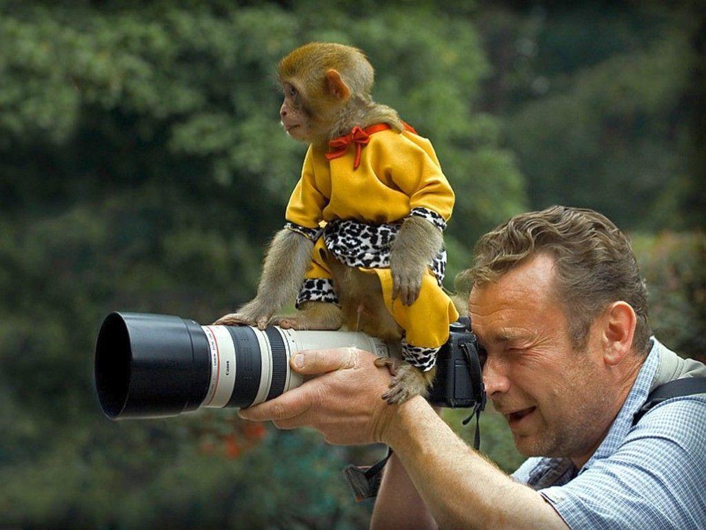 Funny Monkey Picture · Funny Wallpaper HD. EZIBOX · HD Wallpaper