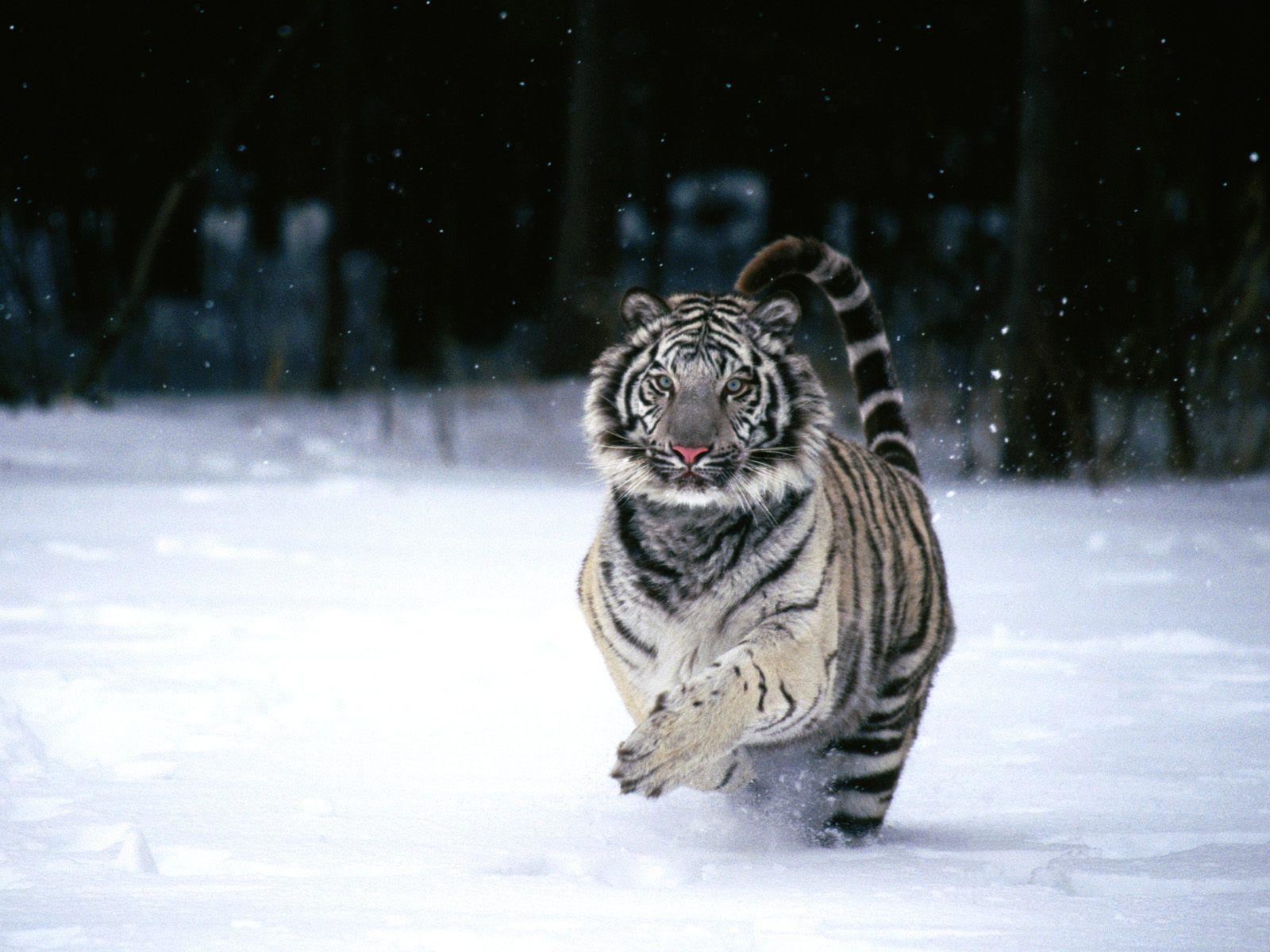 White Tiger in the Winter Wallpaper Cool Picture