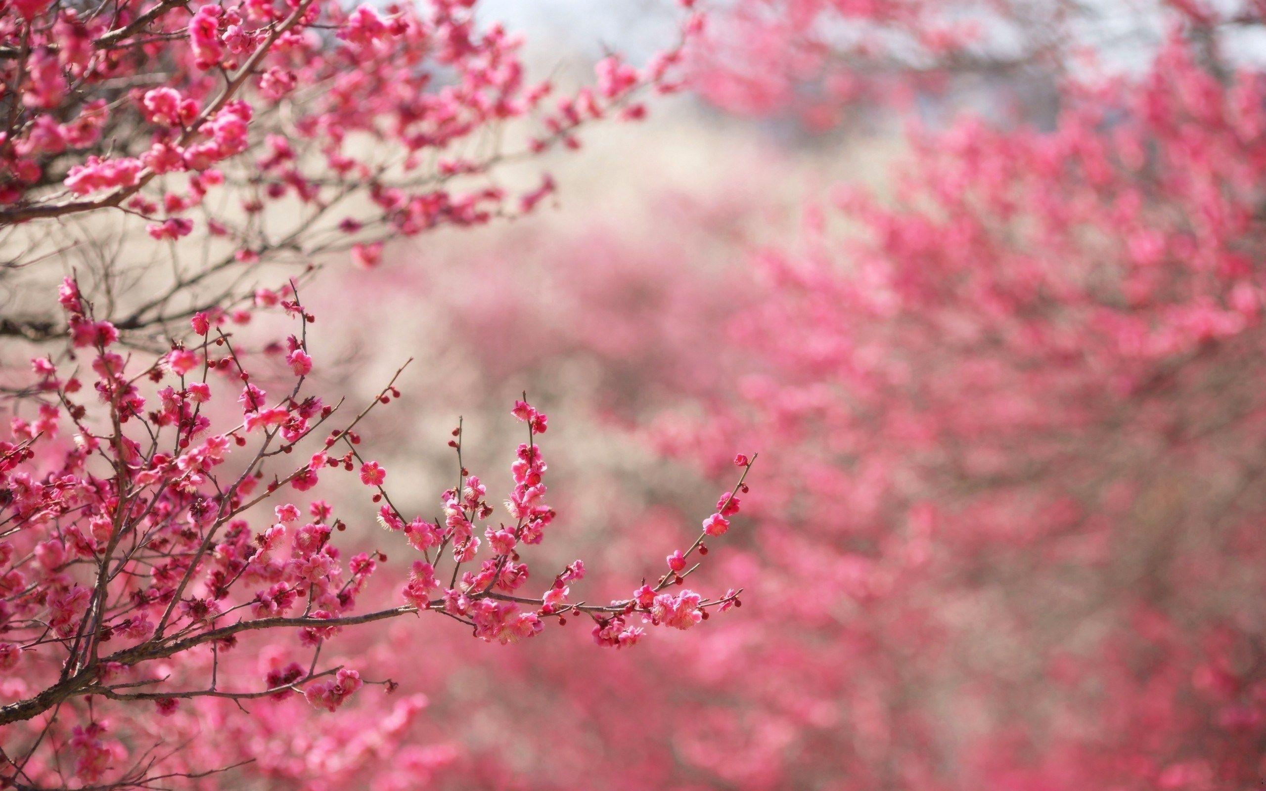 Cherry Blossoms Pink Spring Branches Nature HD Wallpaper