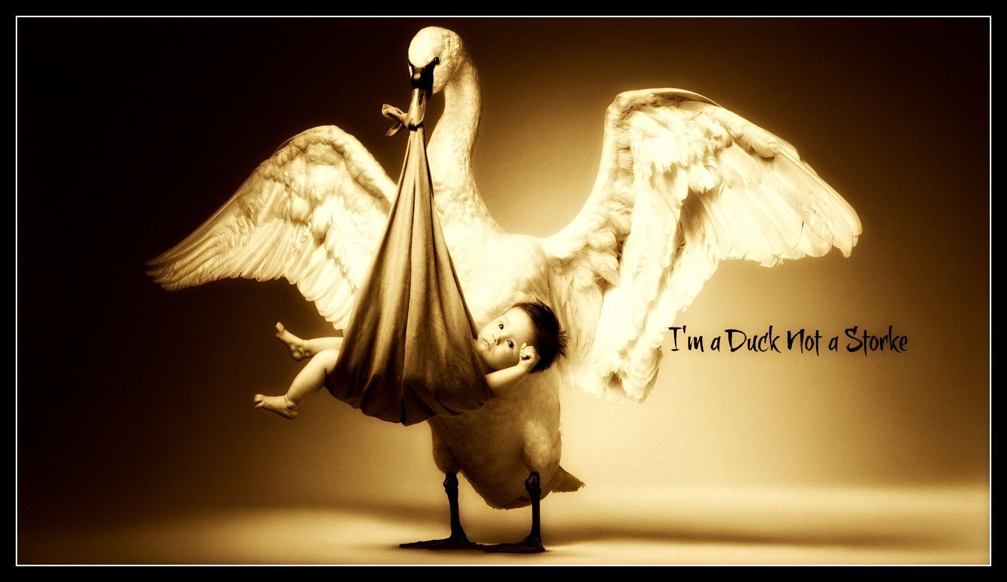 HD I&;m A Duck Not A Stork Wallpaper