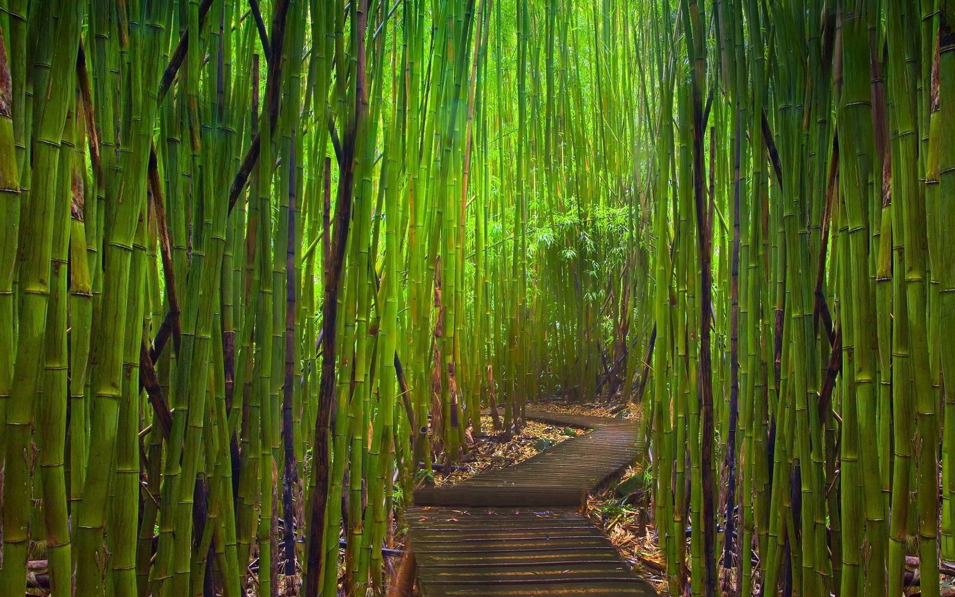 Road with Green Bamboo Wallpaper and Photo Download by PHOTOSof.ORG
