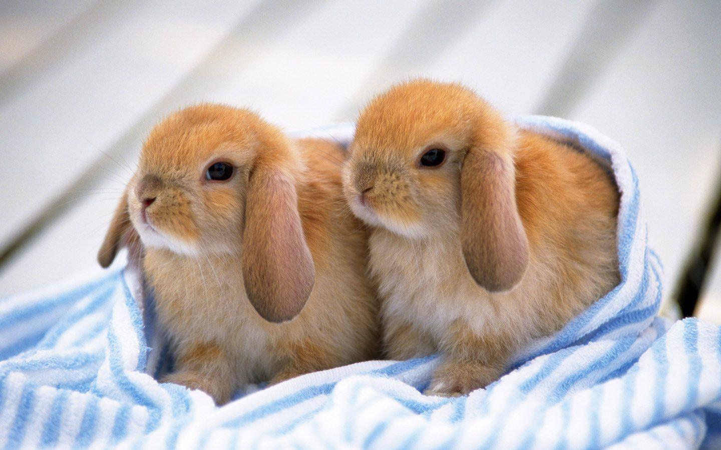 image For > Rabbits Wallpaper Desktop