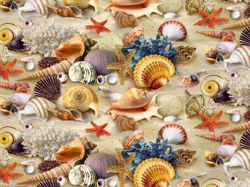 Big and Small Seashells Seashell wallpaper - TenStickers