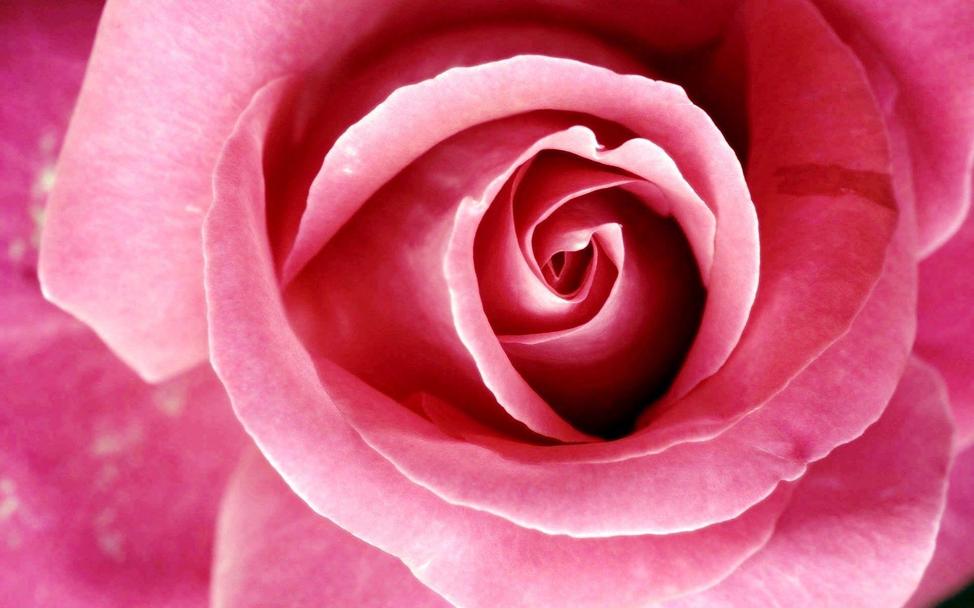 Image Cool Background Pink Rose, Wallpaper, HD Wallpaper, Image
