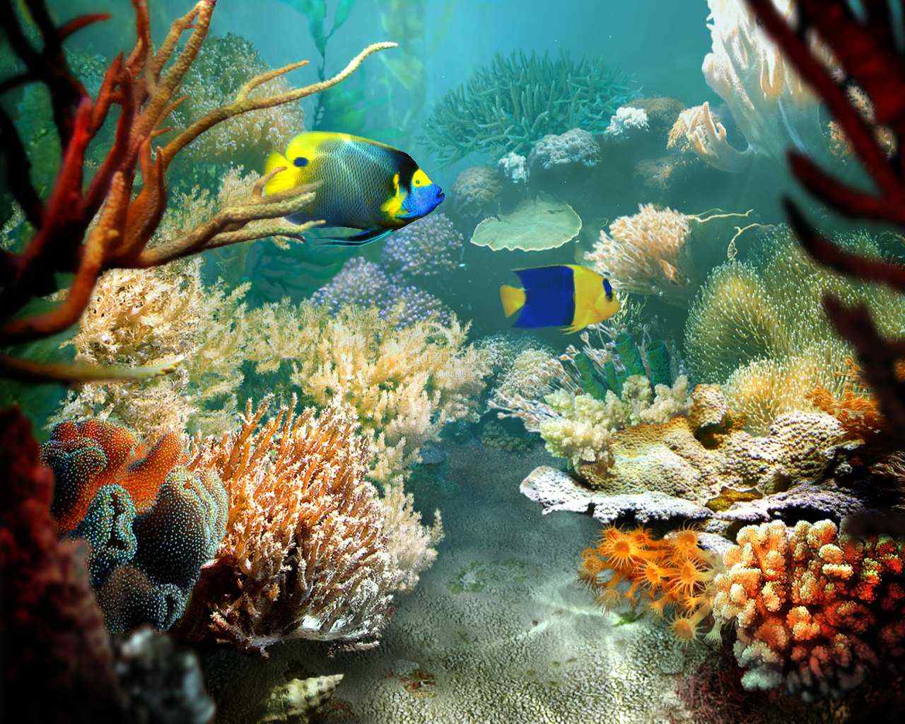 Sea Life Computer Wallpaper, Desktop Background 1280x1024 Id: 131479