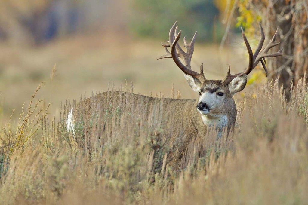Deer Monster Mule Wallpaper Utah Picture