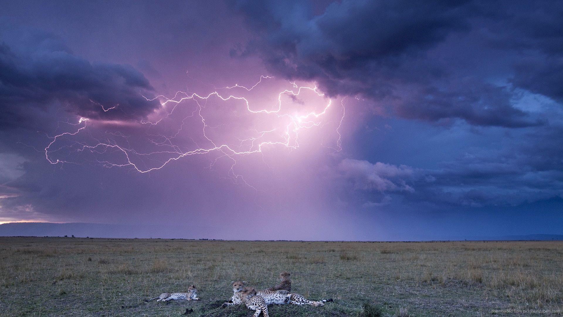 Download 1920x1080 Leopards And Lightning Storm Wallpaper