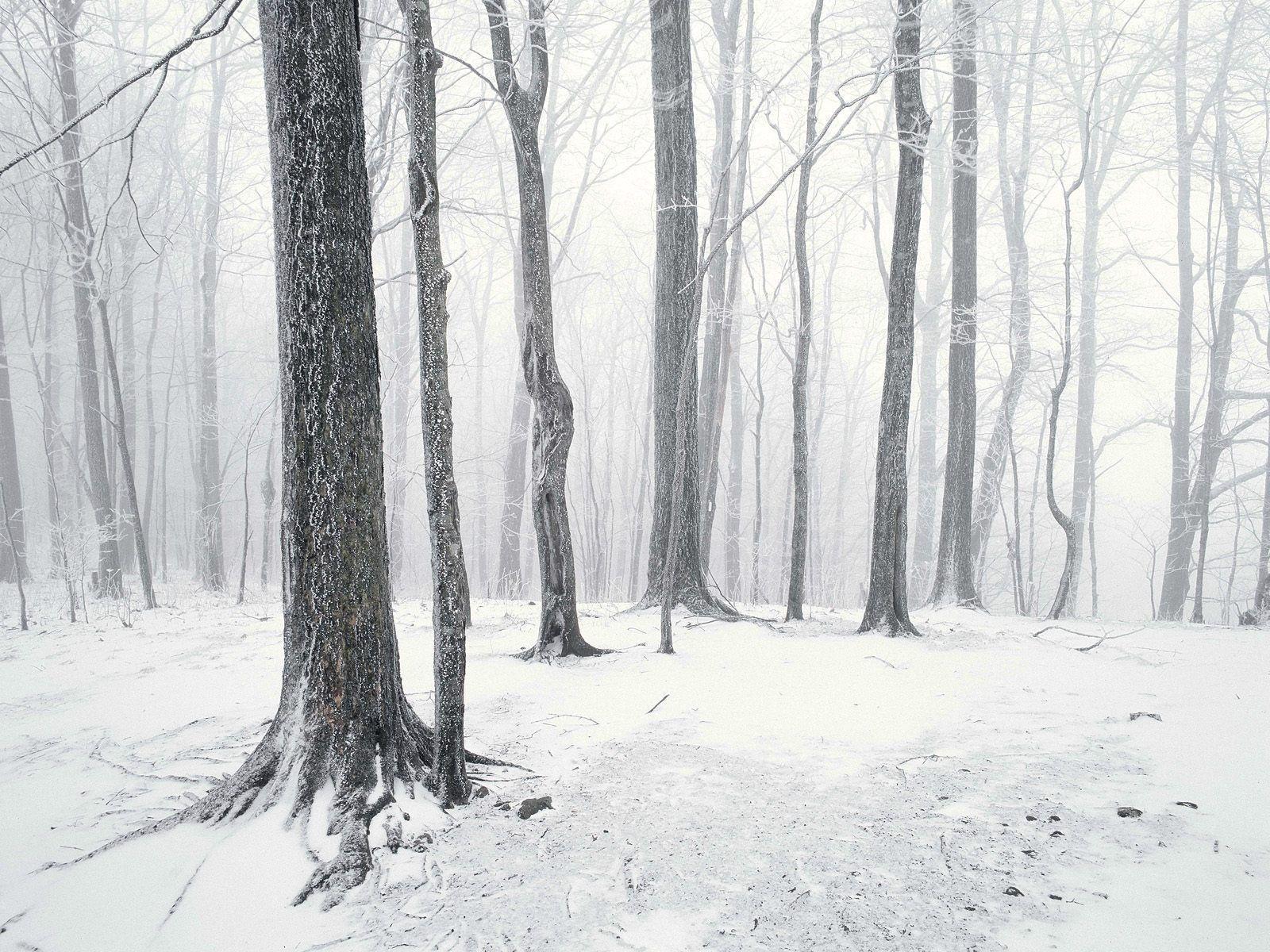 Wallpapers For > Snowy Forest Wallpapers Black And White