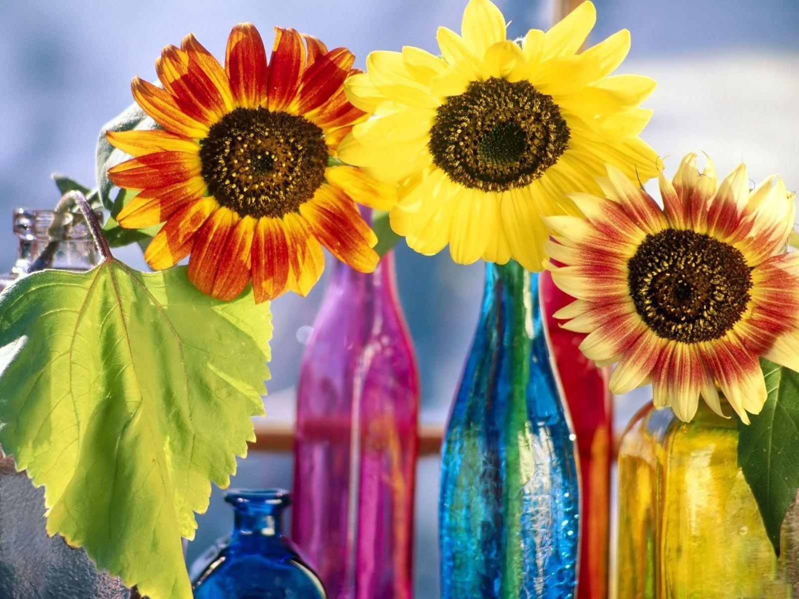 flowers for flower lovers.: Flowers background desktop wallpaper